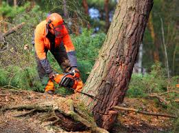 Edneyville, NC Tree Removal Services Company